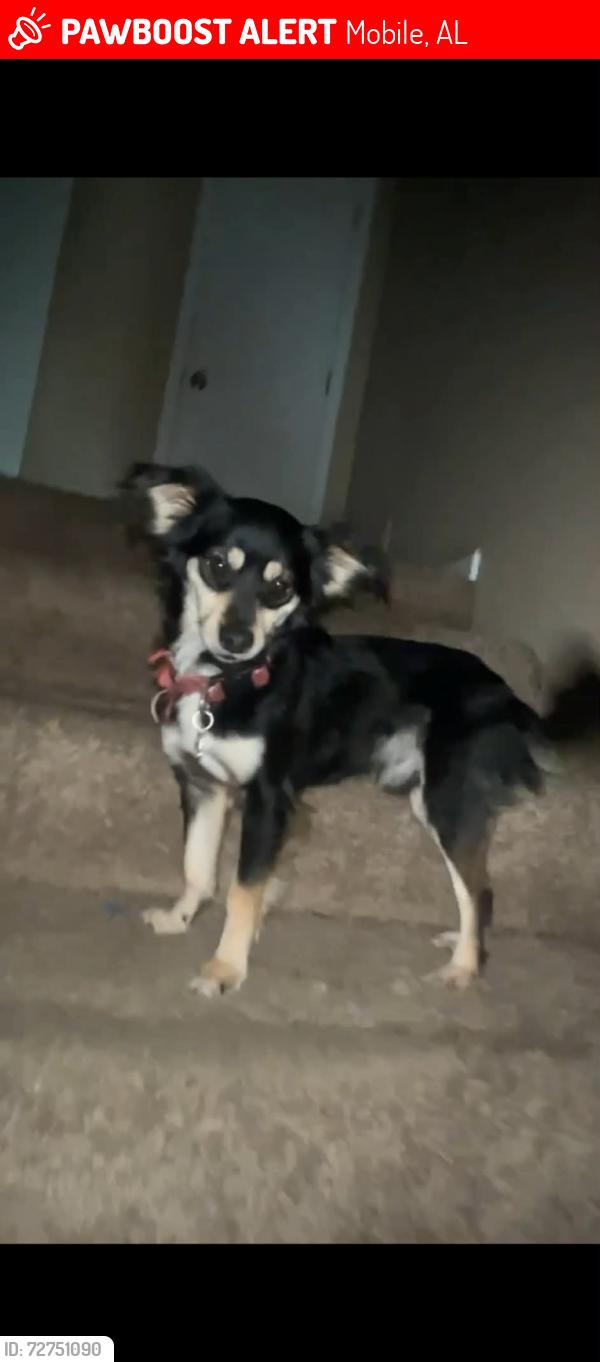 Lost Male Dog last seen Victory dr E, Mobile, AL 36603