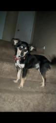 Lost Male Dog last seen Victory dr E, Mobile, AL 36603