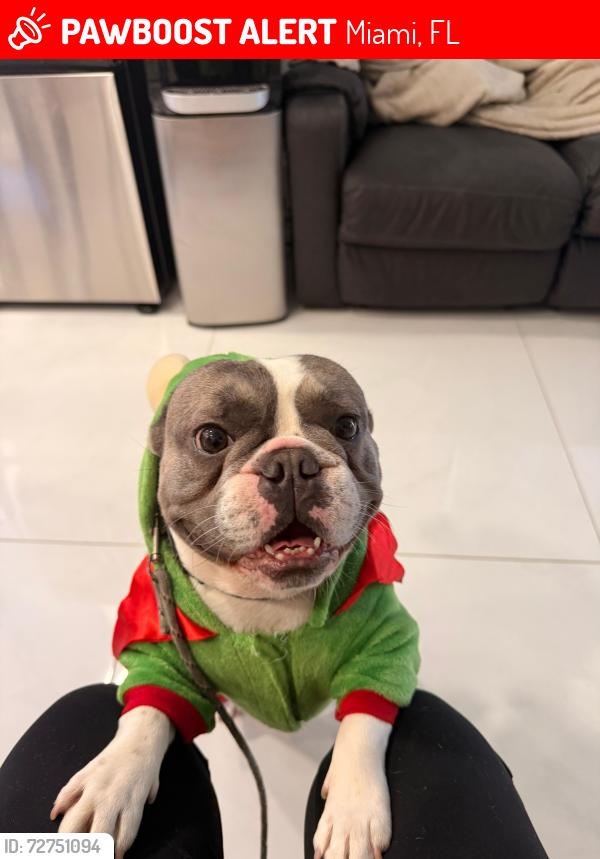 Lost Male Dog last seen Near NW 47th St Miami, FL  33142 United States, Miami, FL 33142