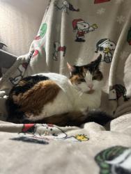 Lost Female Cat last seen Westfarthing way / glen creek , Salem, OR 97304