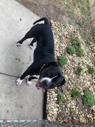 Found/Stray Male Dog last seen Arthur Avenue & Sheridan , Des Moines, IA 50317