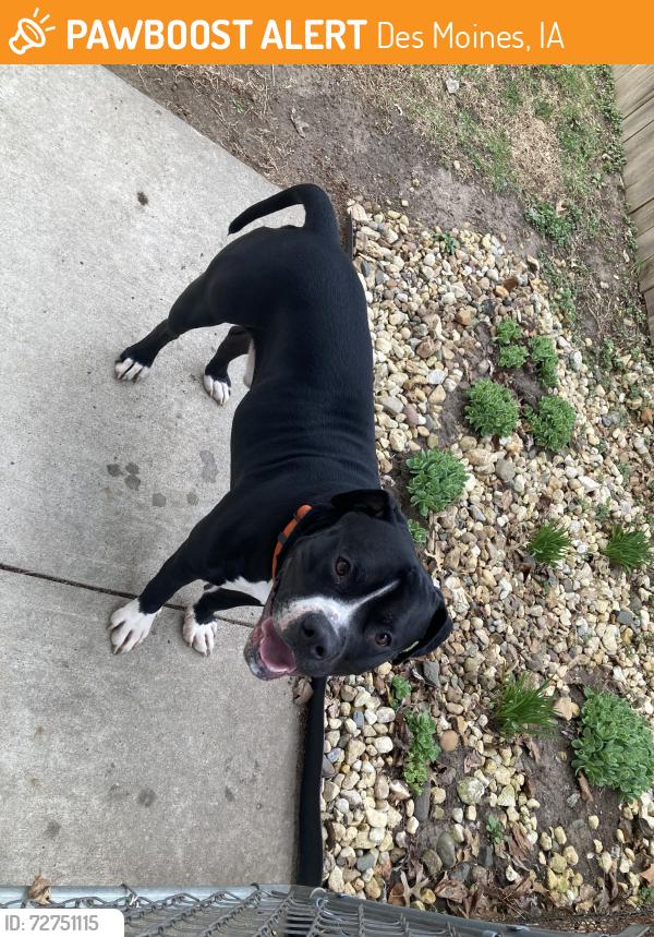 Found/Stray Male Dog last seen Arthur Avenue & Sheridan , Des Moines, IA 50317