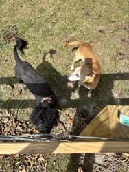 Found/Stray Female Dog last seen Needmore Rd, Cameron,NC, Harnett County, NC 28326