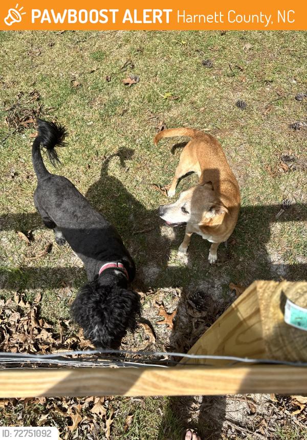 Found/Stray Female Dog last seen Needmore Rd, Cameron,NC, Harnett County, NC 28326