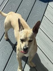 Found/Stray Male Dog last seen Dr, UT, Draper, UT 84020