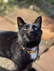 Lost Male Cat last seen Laurens Rd, Greenville, SC 29607