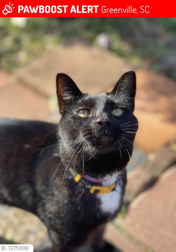 Lost Male Cat last seen Laurens Rd, Greenville, SC 29607