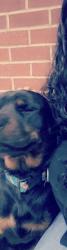 Lost Male Dog last seen Novack St., Winston-Salem, NC 27105