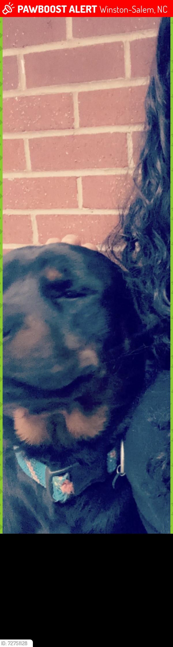 Lost Male Dog last seen Novack St., Winston-Salem, NC 27105