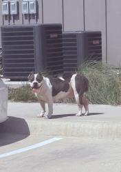 Found/Stray Female Dog last seen Back of apartmentz, Fort Worth, TX 76135