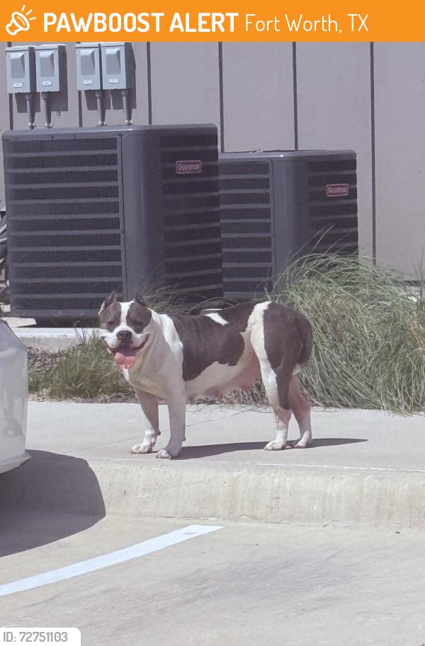 Found/Stray Female Dog last seen Back of apartmentz, Fort Worth, TX 76135