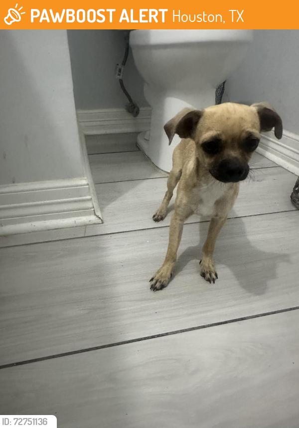 Found/Stray Male Dog last seen Eldridge and beechnut, Houston, TX 77072