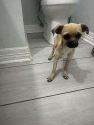 Found/Stray Male Dog last seen Eldridge and beechnut, Houston, TX 77072