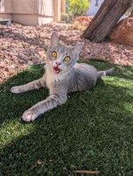 Found/Stray Unknown Cat last seen Elkhorn and Durango , Las Vegas, NV 89149