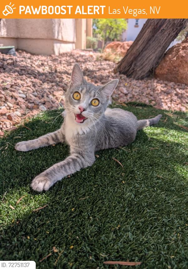 Found/Stray Unknown Cat last seen Elkhorn and Durango , Las Vegas, NV 89149