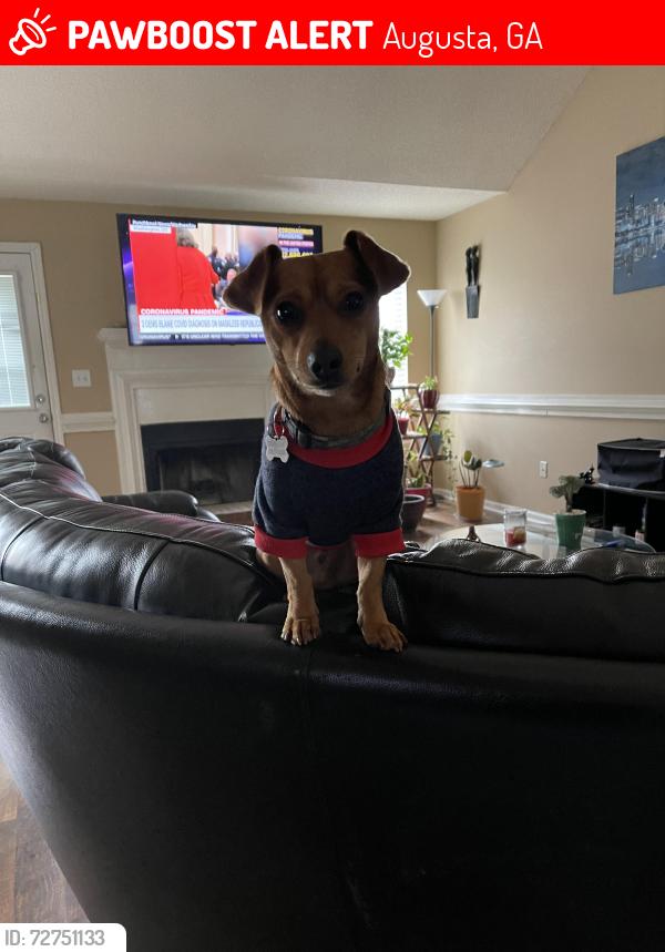 Lost Male Dog last seen Old Waynesboro Road, Augusta, GA 30906