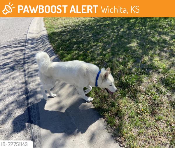 Found/Stray Male Dog last seen Pawnee & Maize, Wichita, KS 67202