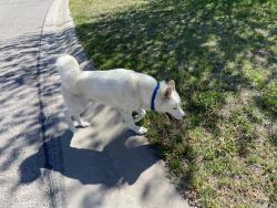 Found/Stray Male Dog last seen Pawnee & Maize, Wichita, KS 67202