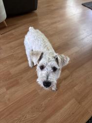 Found/Stray Male Dog last seen Cypress N Houston, Cypress, TX 77429