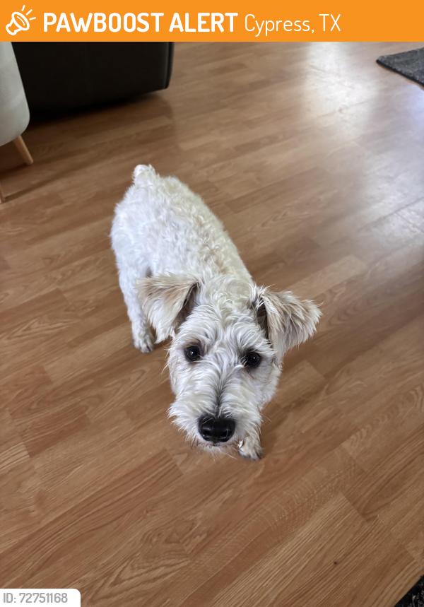 Found/Stray Male Dog last seen Cypress N Houston, Cypress, TX 77429
