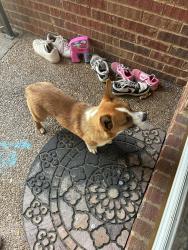 Found/Stray Male Dog last seen Summit drive , Greenbrier, TN 37073