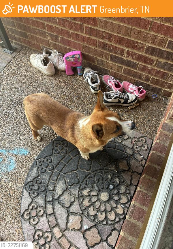 Found/Stray Male Dog last seen Summit drive , Greenbrier, TN 37073