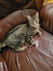 Found/Stray Female Cat last seen Boulevard des Trinitaires , Montréal, QC H4E