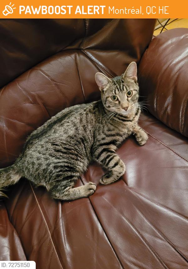 Found/Stray Female Cat last seen Boulevard des Trinitaires , Montréal, QC H4E
