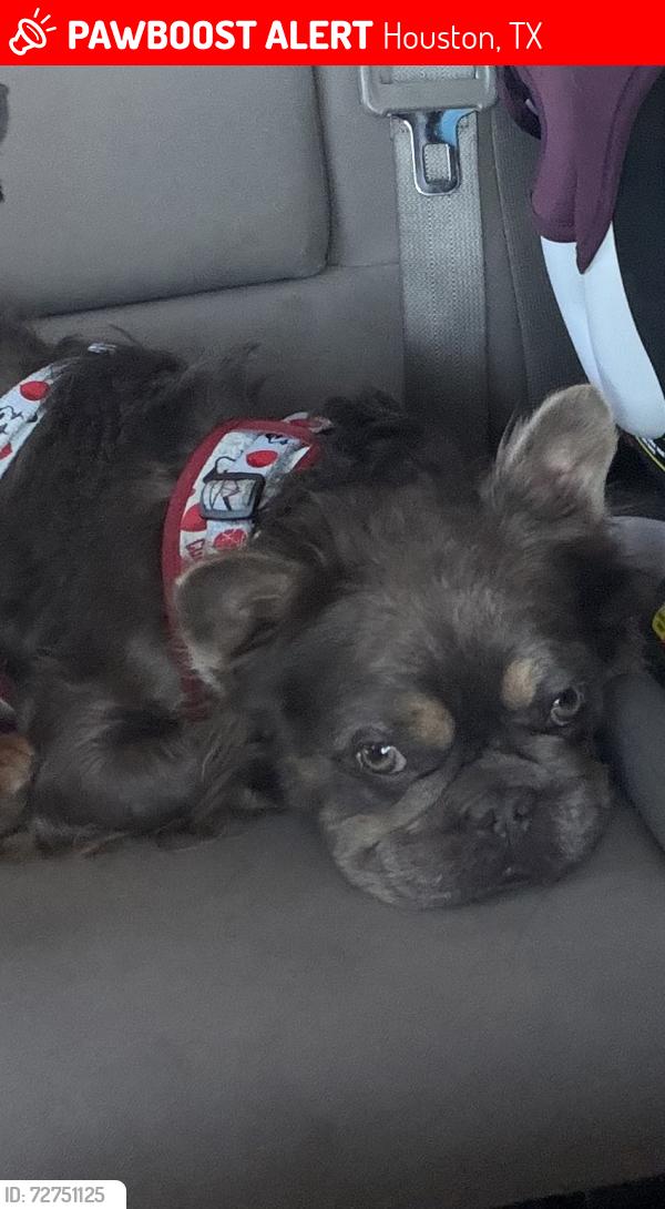 Lost Male Dog last seen Bertrand st 77093, Houston, TX 77093
