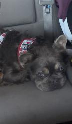 Lost Male Dog last seen Bertrand st 77093, Houston, TX 77093