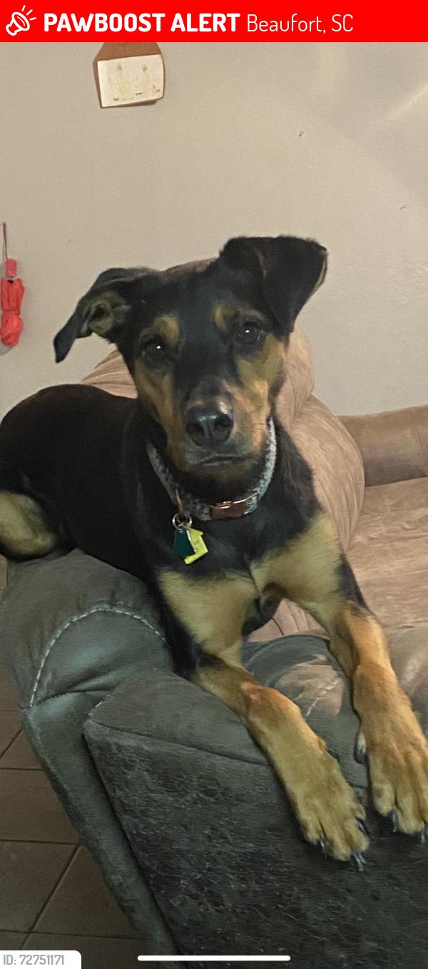 Lost Female Dog last seen Ivy and Waddell , Beaufort, SC 29902