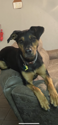 Lost Female Dog last seen Ivy and Waddell , Beaufort, SC 29902