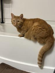 Lost Male Cat last seen University of Toledo , Toledo, OH 43607