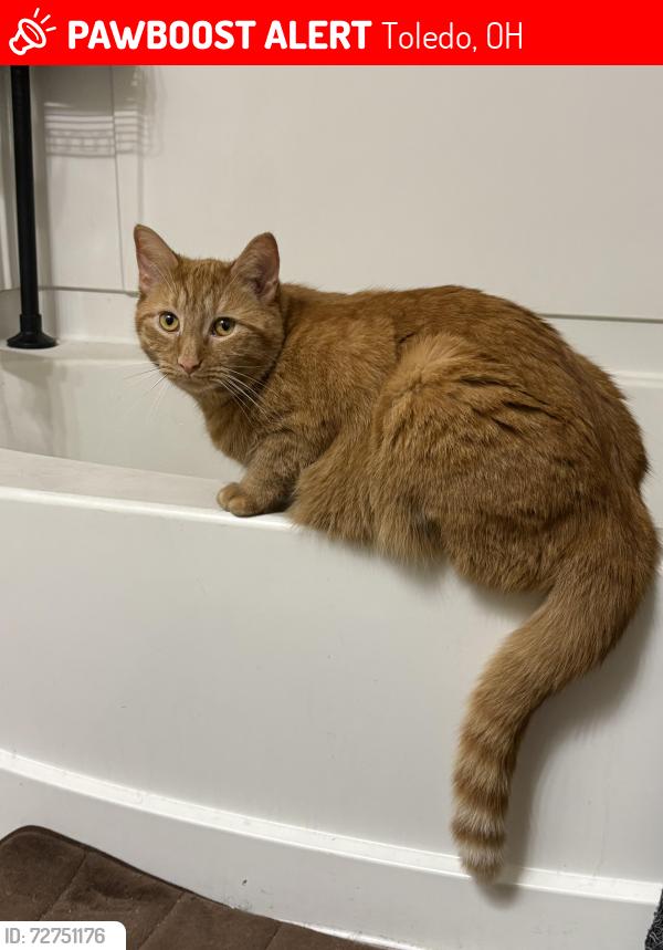Lost Male Cat last seen University of Toledo , Toledo, OH 43607