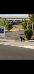 Found/Stray Unknown Dog last seen Rainbow and woodmont , Albuquerque, NM 87114