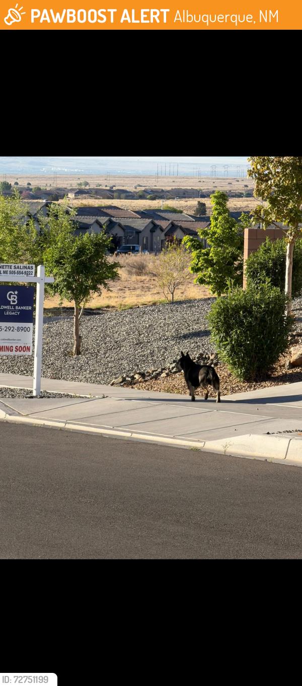 Found/Stray Unknown Dog last seen Rainbow and woodmont , Albuquerque, NM 87114