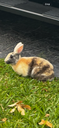Found/Stray Unknown Rabbit last seen Coral Ridge and Sample, Coral Springs, FL 33065