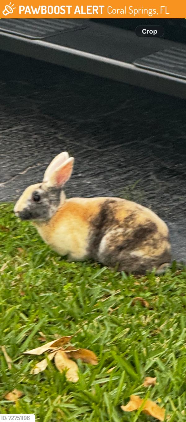 Found/Stray Unknown Rabbit last seen Coral Ridge and Sample, Coral Springs, FL 33065