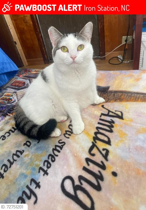 Lost Female Cat last seen Antler Dr and Mt Zion Church rd , Iron Station, NC 28080