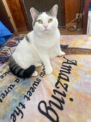 Lost Female Cat last seen Antler Dr and Mt Zion Church rd , Iron Station, NC 28080