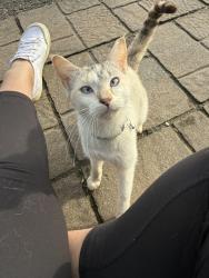 Found/Stray Female Cat last seen Catawba and 8th, Belmont, NC 28012