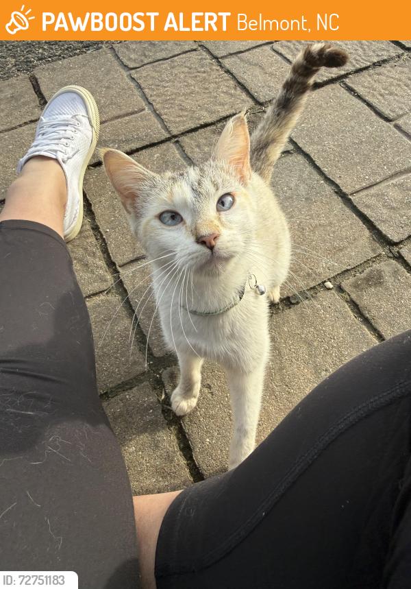 Found/Stray Female Cat last seen Catawba and 8th, Belmont, NC 28012