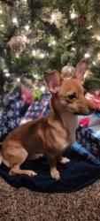 Lost Male Dog last seen Silo rd and scissortail lane, Bonham, TX 75418