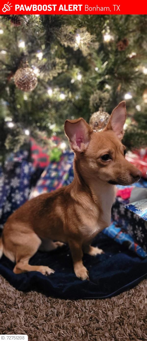 Lost Male Dog last seen Silo rd and scissortail lane, Bonham, TX 75418