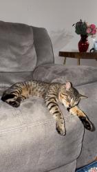 Lost Male Cat last seen Executive Cirl, Stafford, VA 22554