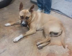 Found/Stray Male Dog last seen FM78/Old Seguin and Walzem Rd, San Antonio, TX 78218