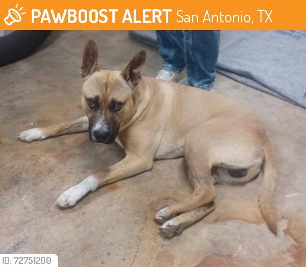 Found/Stray Male Dog last seen FM78/Old Seguin and Walzem Rd, San Antonio, TX 78218