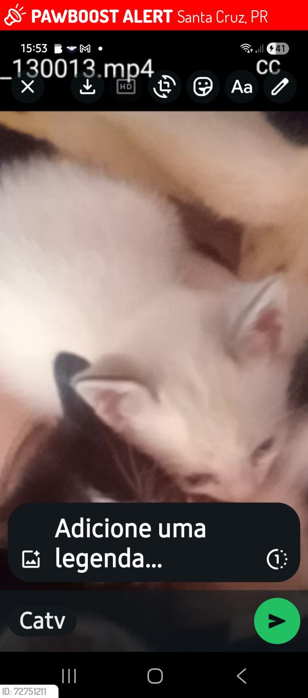 Lost Female Cat last seen Entre Apalais e avenida Brasil , Santa Cruz, PR 