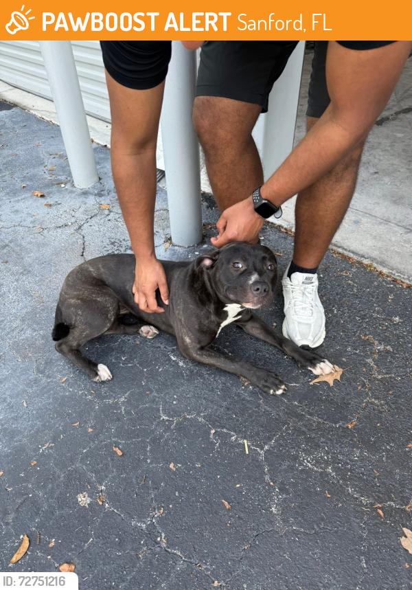 Found/Stray Female Dog last seen Elder road, Sanford, FL 32771