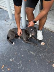 Found/Stray Female Dog last seen Elder road, Sanford, FL 32771